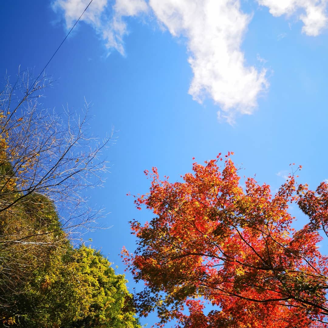 美しい紅葉を家族で楽しんできました