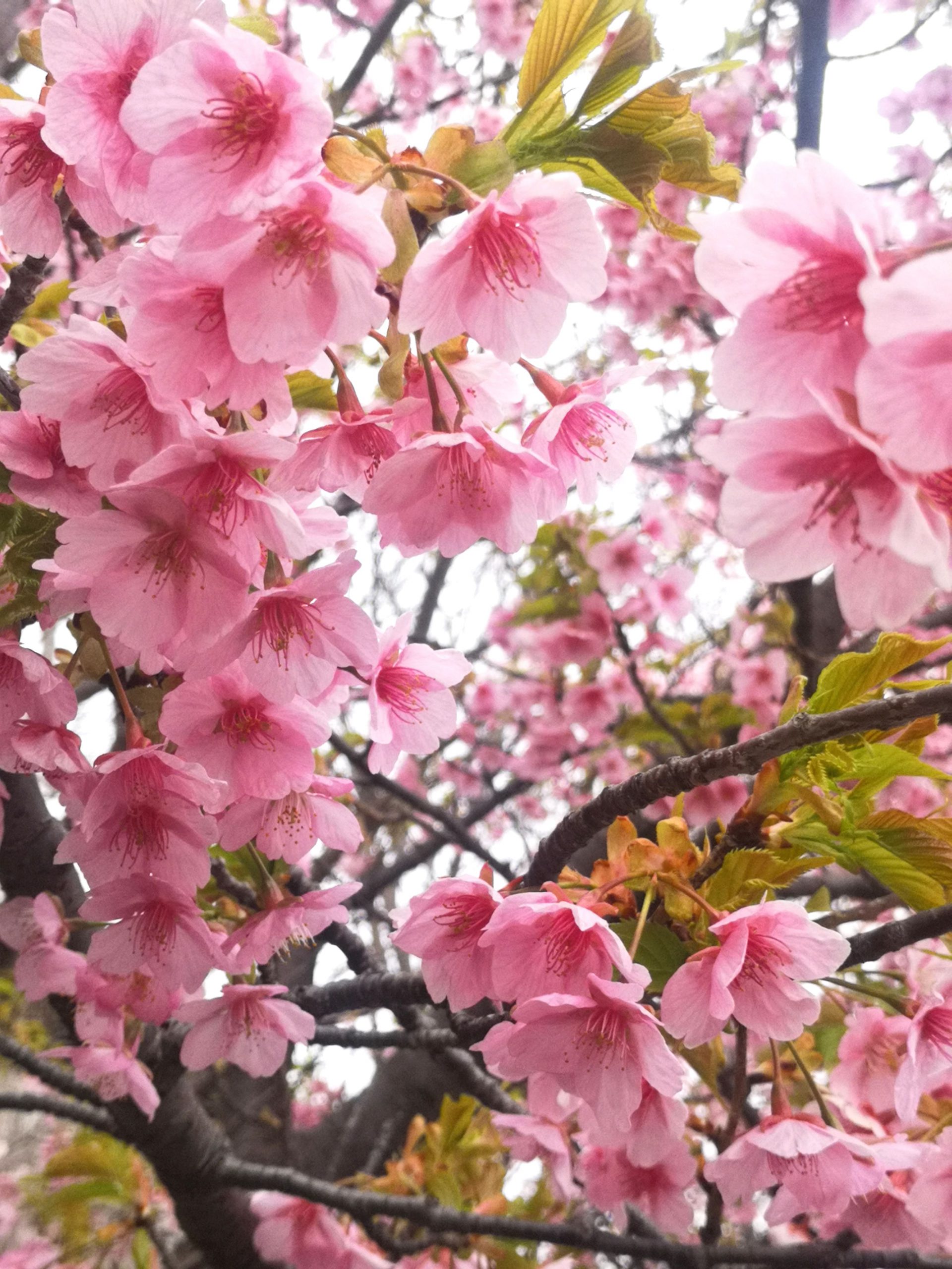 【 少し開花の早い河津桜が咲いていました 】