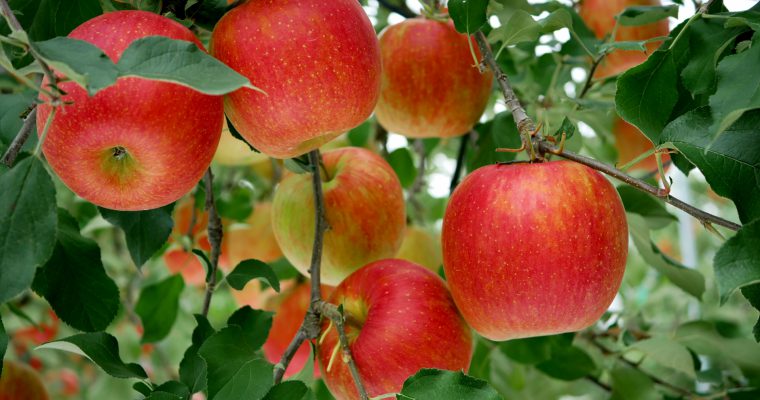 【 いま旬の抗酸化・美容食材！『りんご』－秋冬－　幹細胞〈リンゴ果実培養細胞エキス 】