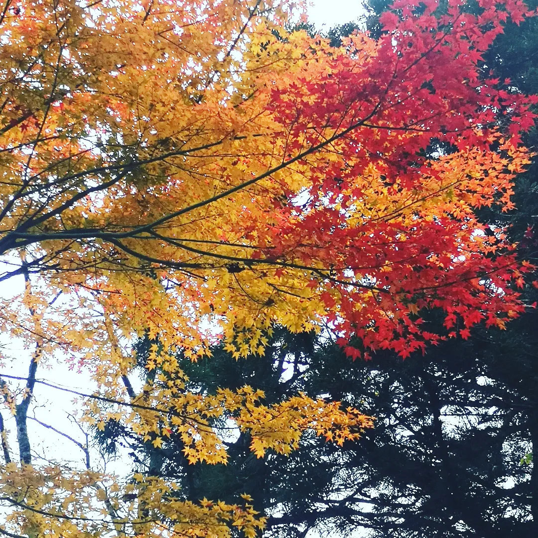 【 鳥取の大山の紅葉を見に行ってきました 】