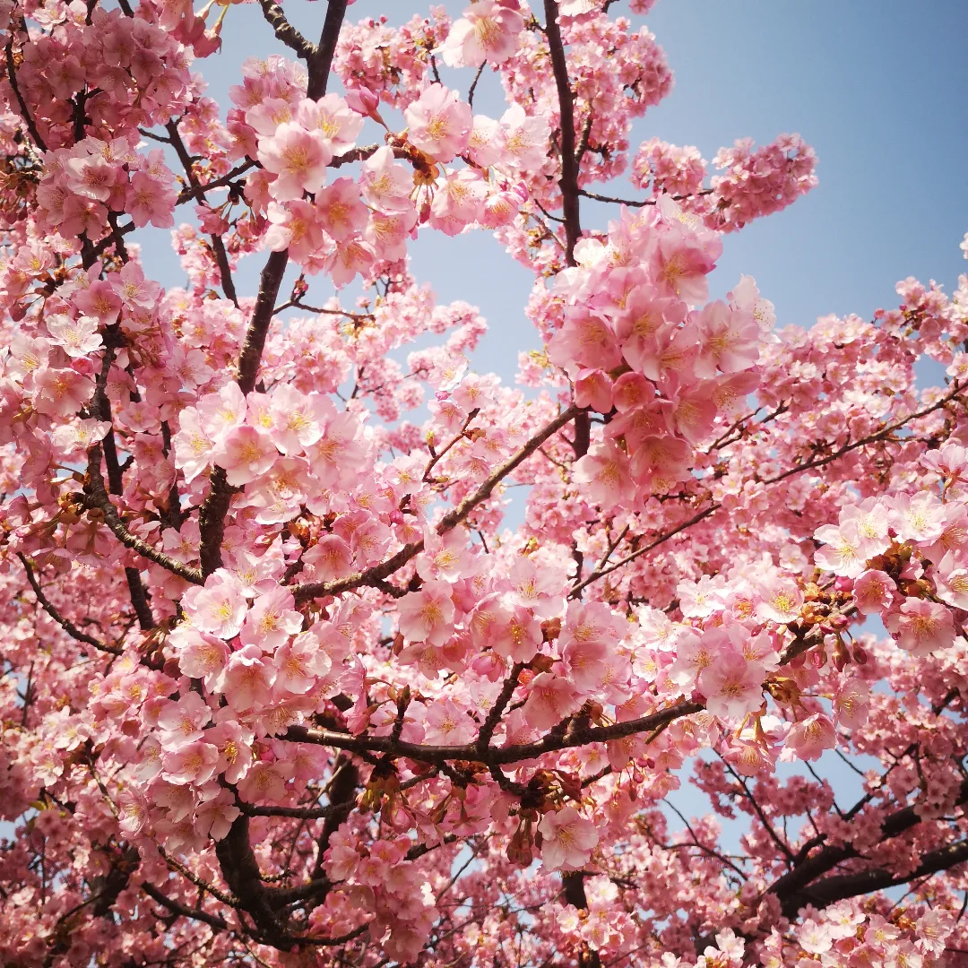 【 ちょっと早めに咲く桜河津桜が満開です 】