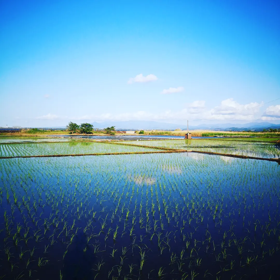 【 美しい日本の風景‼️水田が見られる季節 】